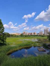 Qunli Wetland Park ☀️ 🌳 