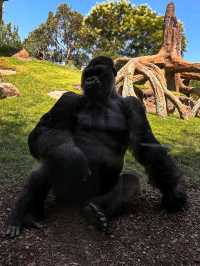 You Gotta See Bioparc Valencia, It’s Wild in the Best Way
