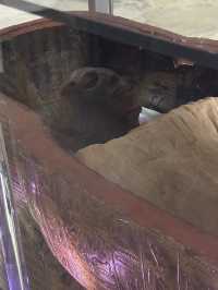 Pink Walls, Golden Secrets: The Last Stand Of Egyptology’s Pirates