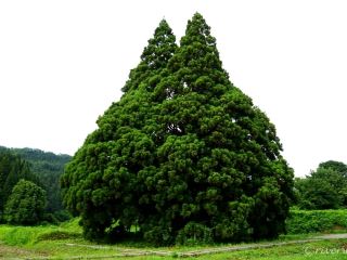【야마가타】 일명 "토토로의 나무"! 바로 토토로의 "오스기의 오스기"