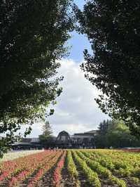 Summer in Farm Tomita, Furano ☀️🪻🌷💐🍈