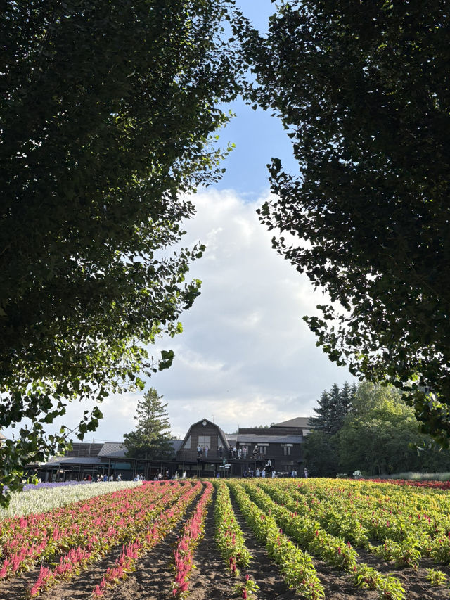 Summer in Farm Tomita, Furano ☀️🪻🌷💐🍈