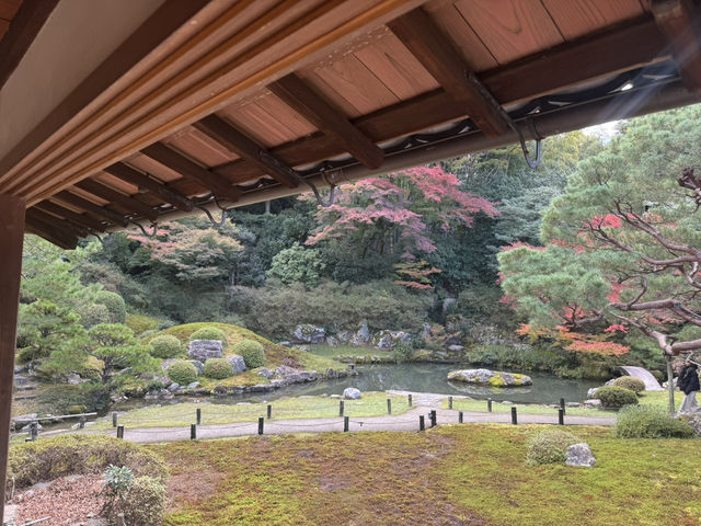 【京都旅行】紅葉見るならここ！！🍁