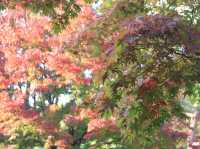 【昭和記念公園の紅葉｜東京都立川市 「秋が降ってくる。黄金のトンネルを歩く贅沢な時間」】