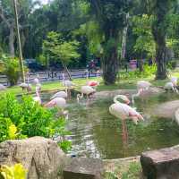 สวนสัตว์เปิดเขาเขียว @ศรีราชา 🌳🎡🦒