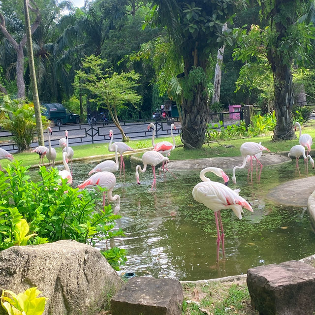 สวนสัตว์เปิดเขาเขียว @ศรีราชา 🌳🎡🦒