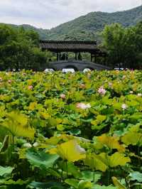 Xianghu Lake Lotus Gardens – Hangzhou’s Summer Masterpiece