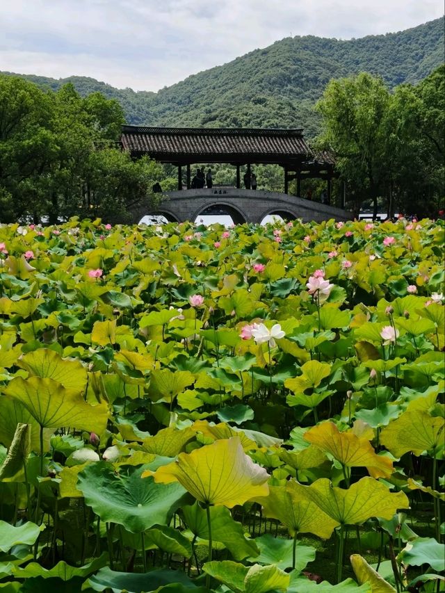 Xianghu Lake Lotus Gardens – Hangzhou’s Summer Masterpiece