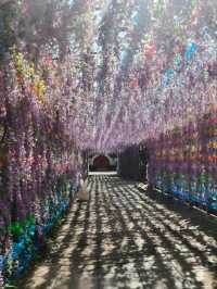 Where Fallen Petals Whisper – A Ruined Garden’s Living Classroom
