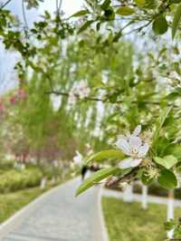 City Calm, Lakeside Light – A Pause at Xiliu Lake Park