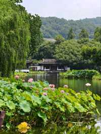Peak Bloom Alert – July’s Lotus Finale！