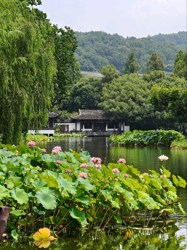 Peak Bloom Alert – July’s Lotus Finale！