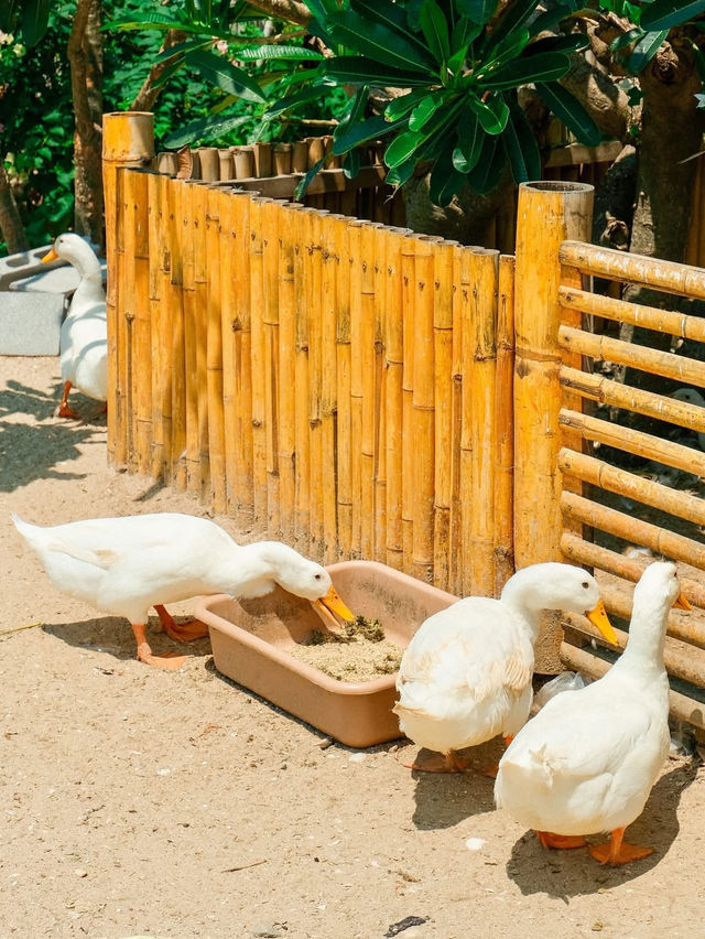 More Than Beach & Cafe 🦆🏝️