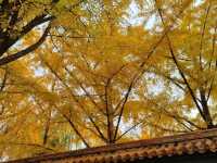 Autumn Hues of Beijing