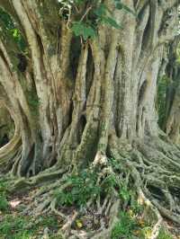 Exploring the Lush Sir Seewoosagur Ramgoolam Botanical Garden