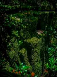 🌿 Kaludiya Pokuna – Where History Sleeps in the Forest