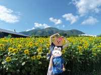 北海道高桥牧场