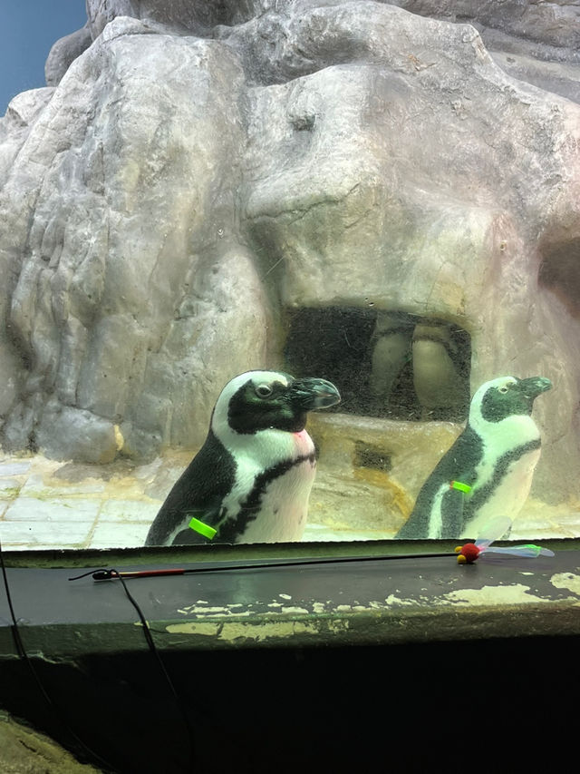 📍여수 핫플 아쿠아플라넷 탐방기🐠🖼️✨
