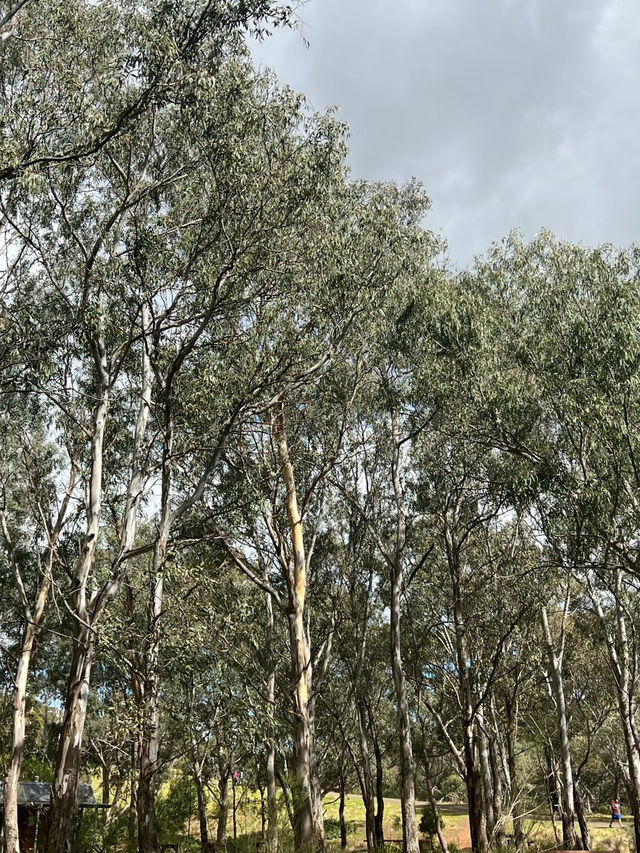 Organ Pipes National Park: Australia’s Basalt Wonder