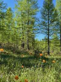 Reindeer Herders’ Village – Taiga, Mongolia