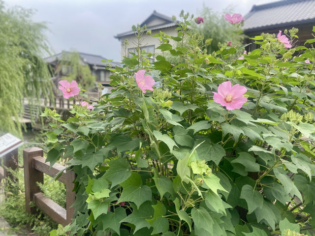 小江戶·佐原水鄉✨ 現代建築與古風碰撞美景 🌱🏯 小江戶·佐原水鄉✨ 現代建築與古風碰撞美景 🌱🏯