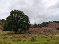 Rold Skov