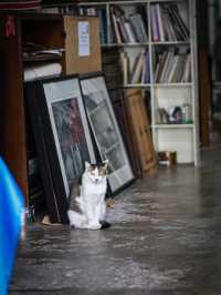 เมืองเก่าภูเก็ต–สตรีทอาร์ตและวัฒนธรรมที่ยังมีชีวิต