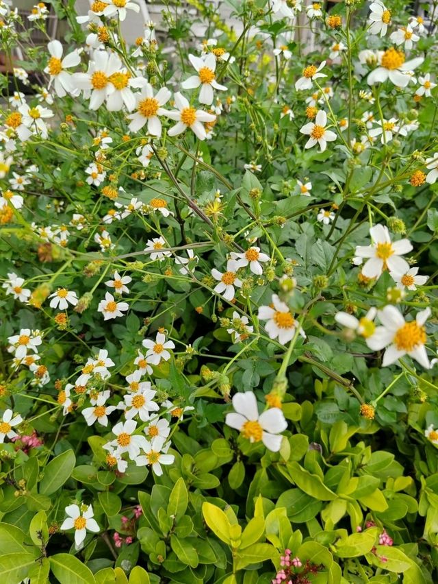 香港單車館公園愜意漫步花海🌸 香港單車館公園愜意漫步花海🌸