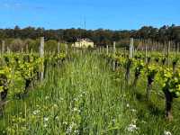 🌿 Discover Margaret River – Western Australia’s Hidden Gem