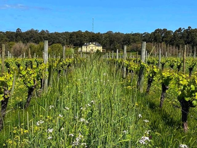 🌿 Discover Margaret River – Western Australia’s Hidden Gem 🌿 Discover Margaret River – Western Australia’s Hidden Gem