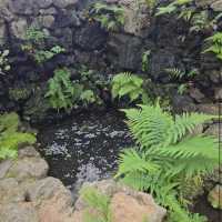 Halla Arboretum, Jeju Island,S.Korea