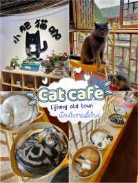 Cat Café Hideaway in Lijiang Old Town 