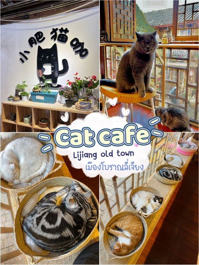 Cat Café Hideaway in Lijiang Old Town 