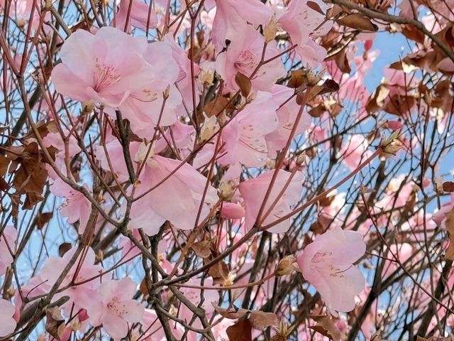 札幌Keio Plaza Hotel住宿體驗｜自助早餐+升級房間+櫻花賞🌸