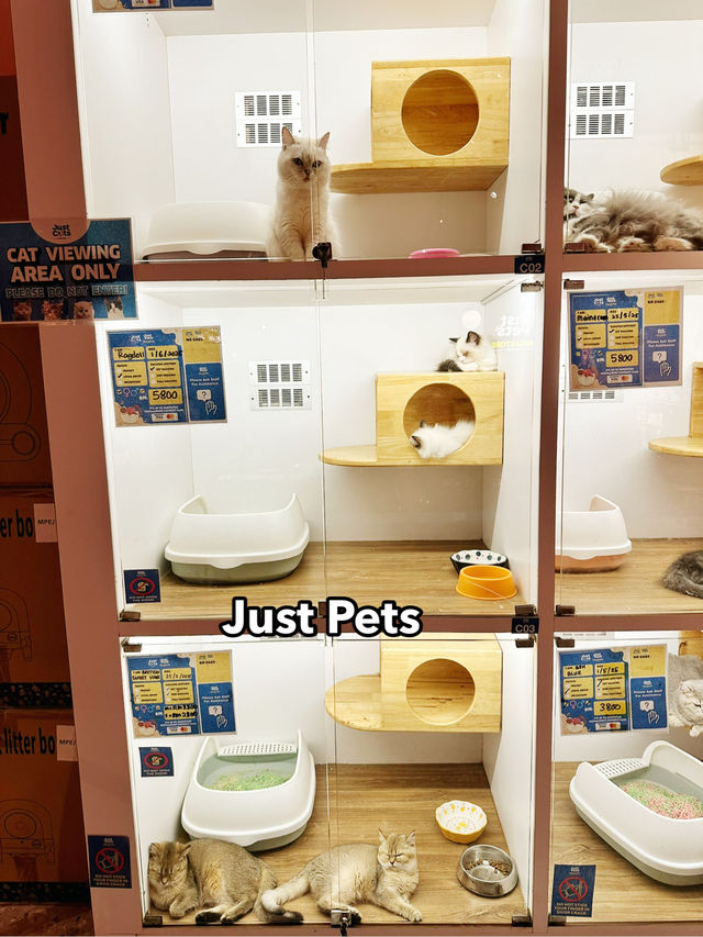 Whiskers, Scales & Tiny Wonders at Just Pets Megastore