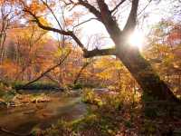 青森小眾秘境！奧入瀨溪流14公裡絕美徒步攻略🚶‍♀