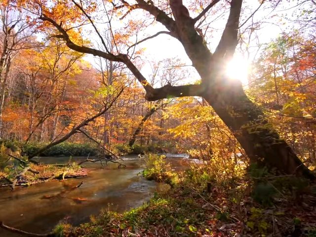 青森小眾秘境！奧入瀨溪流14公裡絕美徒步攻略🚶‍♀