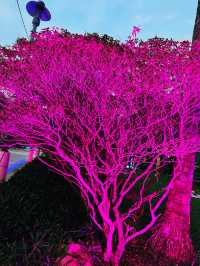 Evening Bliss at Secret Garden Putrajaya