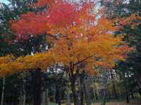 圓山公園秋日散步 北海道神宮