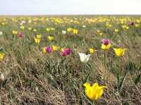 Ile-Alatau National Park - Made Kazakhstan worthwhile