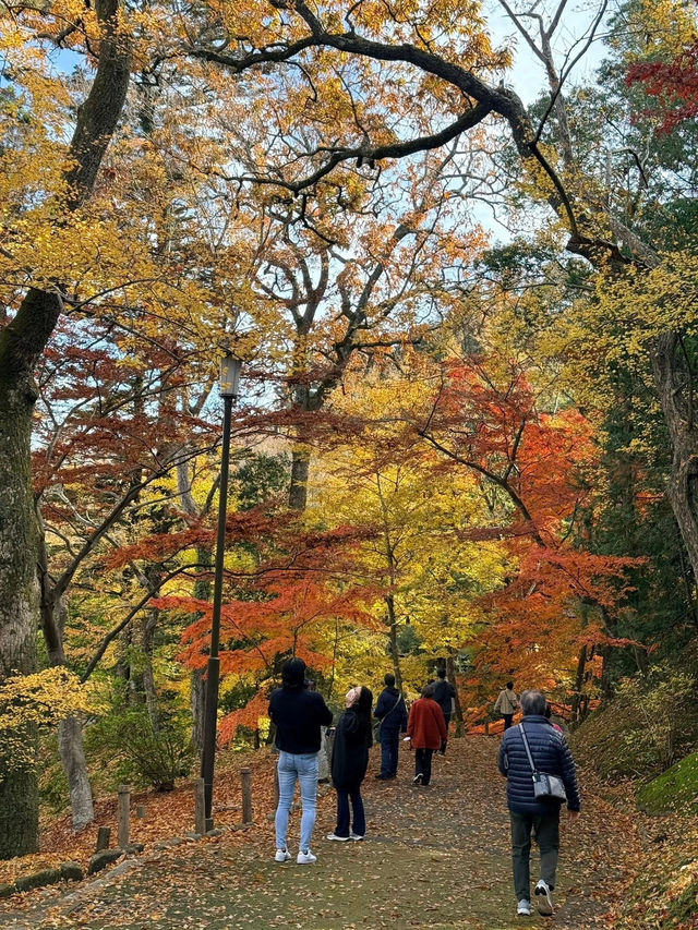 แผนการเดินทาง โตเกียว - คาวากูจิโกะ - ดิสนีย์ซี