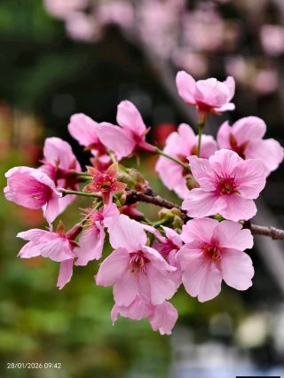 delicate pink flowers