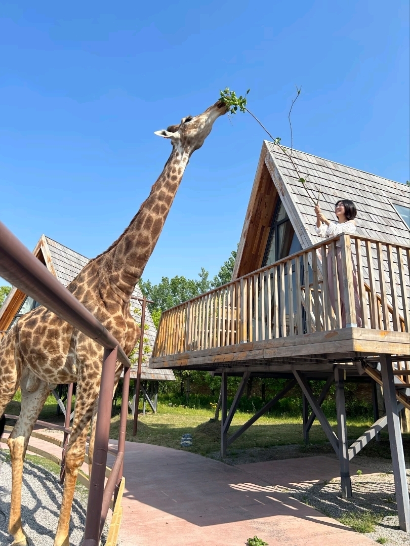 江蘇省での宿泊体験には、レッサーパンダ、ホワイトタイガー、そして部屋の中でキリンが楽しめます。
