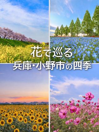 [เมืองโอโนะ จังหวัดเฮียวโกะ] 4 วิวทิวทัศน์ดอกไม้สุดตระการตา