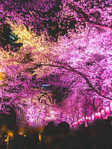 リアルタイム) 桜が綺麗に咲いた石村湖(ソクチョンホス)の近況