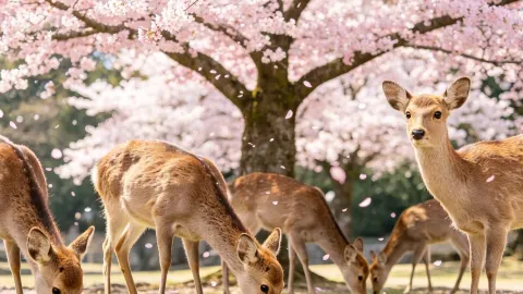 Osaka 3-Day Flash Trip | Hidden Airport Cherry Blossoms, Planes Flying Through a Pink Sea of Flowers. — traveler post in Itami
