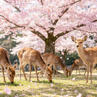 Osaka 3-Day Flash Trip | Hidden Airport Cherry Blossoms, Planes Flying Through a Pink Sea of Flowers.