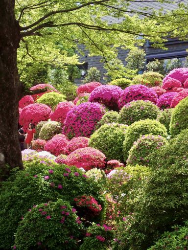 春色に染まる根津神社のつつじ苑。 | Trip.com 東京