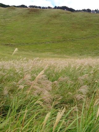 🌾ตื่นตาตื่นใจไปกับทุ่งหญ้าแพมปัสสีทองอร่ามอันกว้างใหญ่! จุดชมวิวฤดูใบไม้ร่วงสุดอลังการ🌾