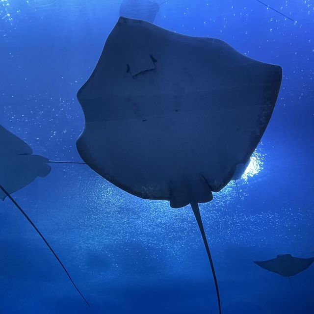 珠海長隆兩天一夜套票怎麼玩！🐬🐳🐋🎢😆